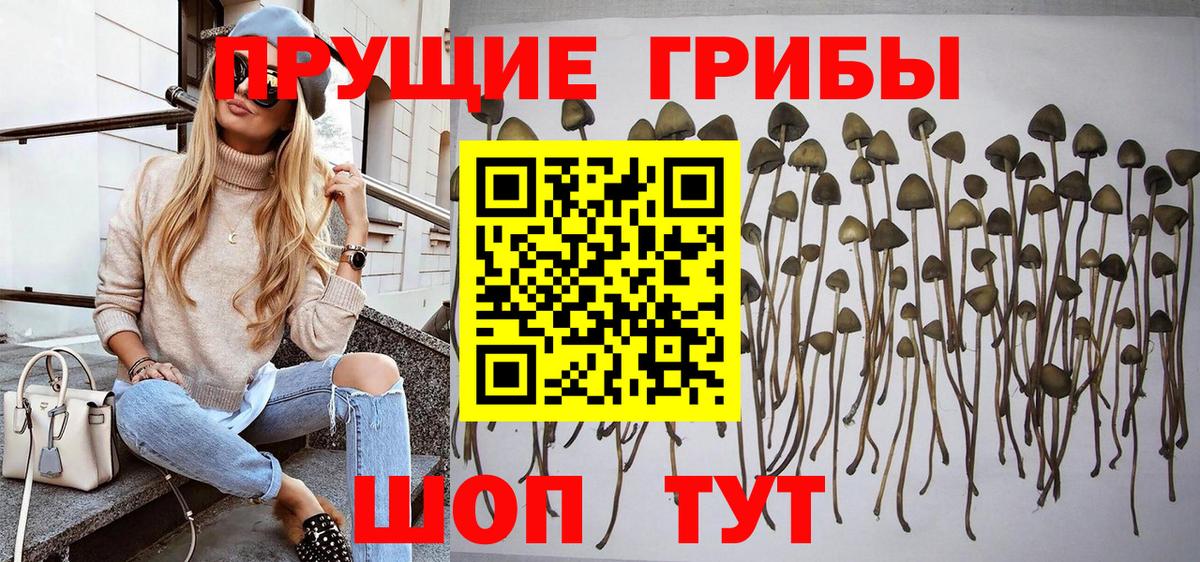Псилоцибиновые грибы Psilocybe Бор